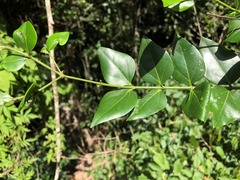 Strychnos psilosperma