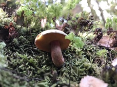 Boletus leptospermi