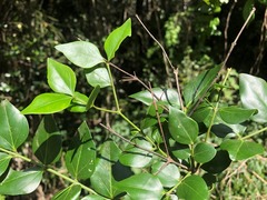 Strychnos psilosperma