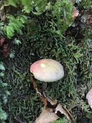Boletus leptospermi