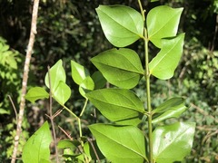 Strychnos psilosperma