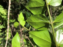 Strychnos psilosperma