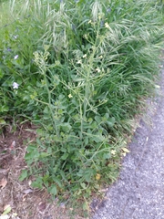 Raphanus raphanistrum raphanistrum