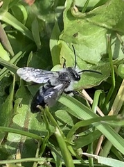 Andrena cineraria