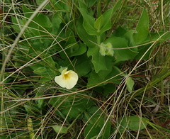 Thunbergia atriplicifolia
