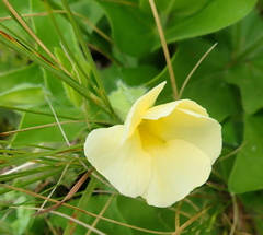 Thunbergia atriplicifolia