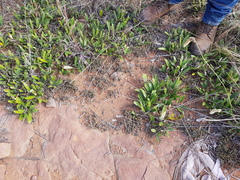 Crassula lanceolata transvaalensis