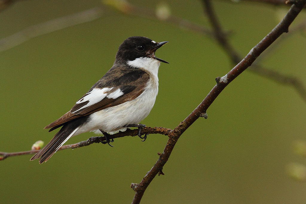 European Pied Flycatcher (Ficedula hypoleuca) · iNaturalist