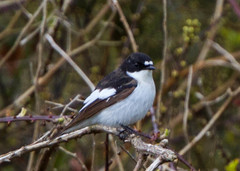 European Pied Flycatcher photo 3