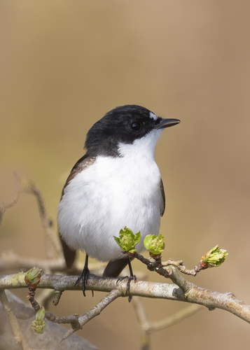Foto de European Pied Flycatcher