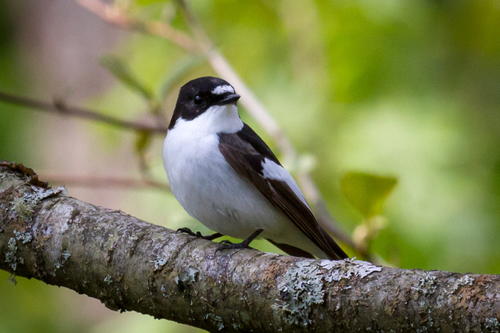Foto de European Pied Flycatcher