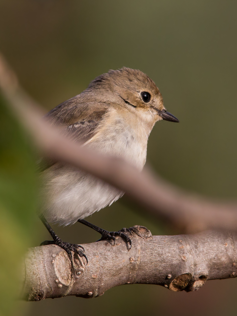 European Pied Flycatcher (Ficedula hypoleuca) · iNaturalist