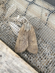 Agrotis turatii