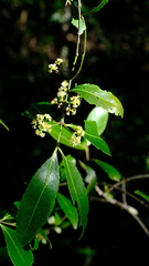 Catha edulis