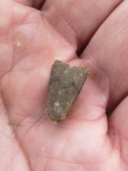 Conistra staudingeri