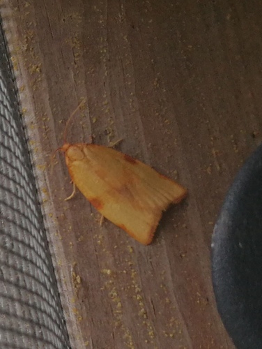 Clepsis siciliana