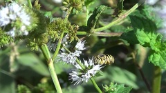 Icteranthidium grohmanni