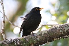 Turdus merula