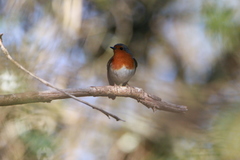Erithacus rubecula