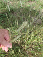 Bothriochloa torreyana
