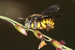 Severanthidium