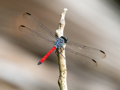 Lathrecista asiatica asiatica