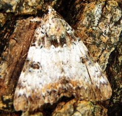 Catocala connubialis