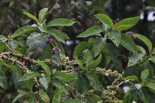 Red-billed Parrot (Pionus sordidus), photo 7