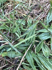 Plantago lanceolata