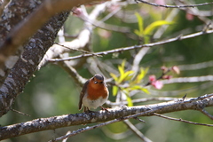 Erithacus rubecula