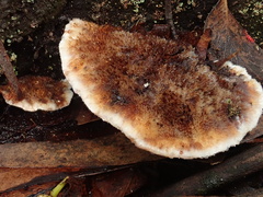 Postia pelliculosa