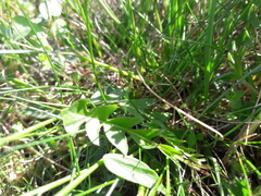 Taraxacum parnassicum