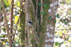 Poecile palustris