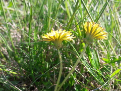 Taraxacum parnassicum