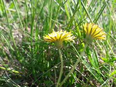 Taraxacum parnassicum