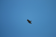 Buteo buteo