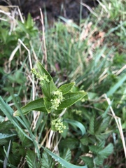Mercurialis perennis