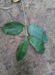 Chionanthus peglerae