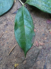 Chionanthus peglerae