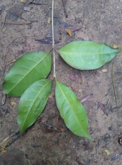 Chionanthus peglerae