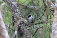 Poecile palustris