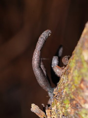 Xylaria castorea
