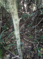 Chionanthus peglerae