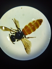 Sphecodes rubripes