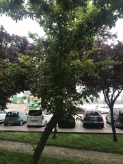 Acer negundo
