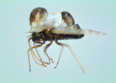 Galeatus scrophicus