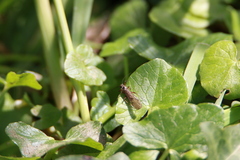 Insecta
