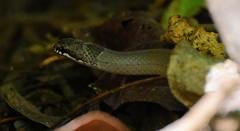 Liophidium torquatum