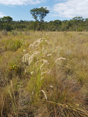 Cyphocarpa angustifolia