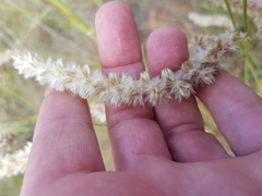 Cyphocarpa angustifolia